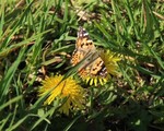 Tistelsommerfugl (Vanessa cardui)