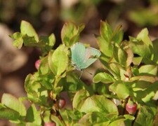 Grønnstjertvinge (Callophrys rubi)