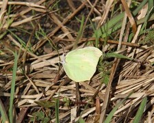 Sitronsommerfugl (Gonepteryx rhamni)