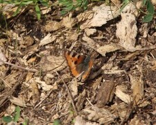 Small Tortoiseshell (Aglais urticae)