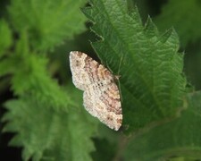 Red Twin-spot Carpet (Xanthorhoe spadicearia)