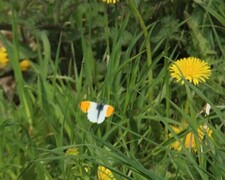 Aurorasommerfugl (Anthocharis cardamines)