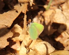 Grønnstjertvinge (Callophrys rubi)