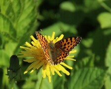 Queen of Spain Fritillary (Issoria lathonia)