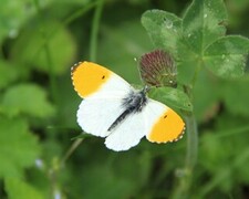 Aurorasommerfugl (Anthocharis cardamines)