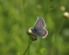 Common Blue (Polyommatus icarus)