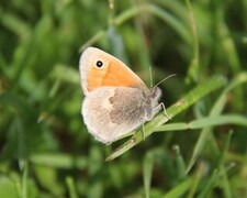 Small Heath (Coenonympha pamphilus)