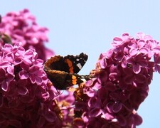 Red Admiral (Vanessa atalanta)