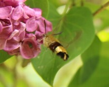 Bredkantet humlesvermer (Hemaris fuciformis)