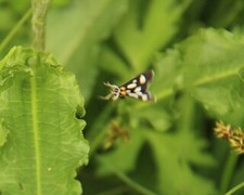 Gullrisengmott (Anania funebris)