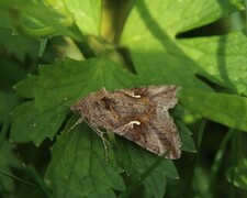 Gammafly (Autographa gamma)