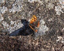 Small Copper (Lycaena phlaeas)