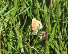 Small Heath (Coenonympha pamphilus)