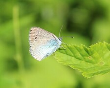 Green-underside Blue (Glaucopsyche alexis)