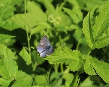 Green-underside Blue (Glaucopsyche alexis)