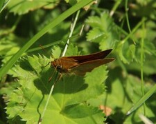 Engsmyger (Ochlodes sylvanus)