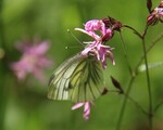 Rapssommerfugl (Pieris napi)