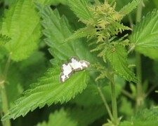 Clouded Border (Lomaspilis marginata)