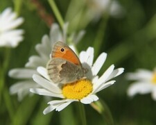 Engringvinge (Coenonympha pamphilus)