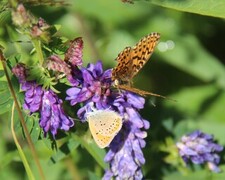 Purple-edged Copper (Lycaena hippothoe)