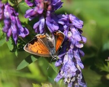 Purpurgullvinge (Lycaena hippothoe)