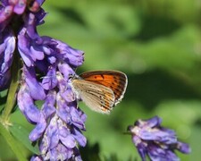 Purple-edged Copper (Lycaena hippothoe)