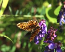 Pearl-bordered Fritillary (Boloria euphrosyne)