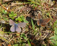 Idas blue (Plebejus idas)