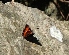 Small Tortoiseshell (Aglais urticae)