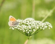 Small Heath (Coenonympha pamphilus)