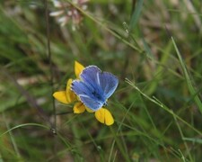 Common Blue (Polyommatus icarus)