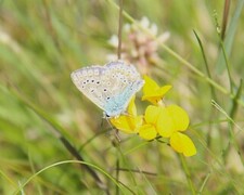 Common Blue (Polyommatus icarus)