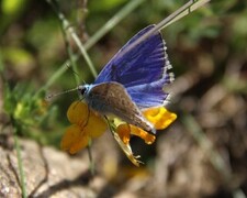 Common Blue (Polyommatus icarus)