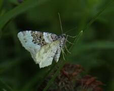 Silver-ground Carpet (Xanthorhoe montanata)