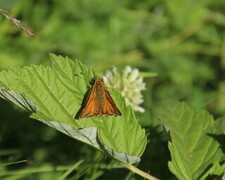 Engsmyger (Ochlodes sylvanus)