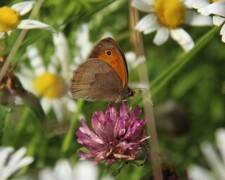 Meadow Brown (Maniola jurtina)