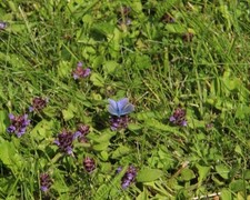 Common Blue (Polyommatus icarus)