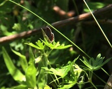 Mountain Argus (Aricia artaxerxes)