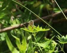 Mountain Argus (Aricia artaxerxes)