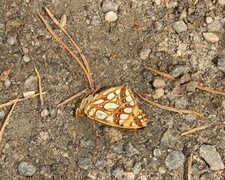 Queen of Spain Fritillary (Issoria lathonia)