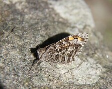 Grayling (Hipparchia semele)