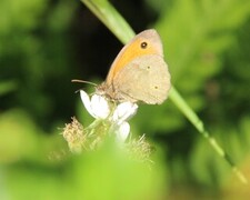 Meadow Brown (Maniola jurtina)