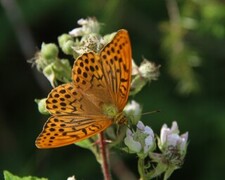 Silver-Washed Fritillary (Argynnis paphia)