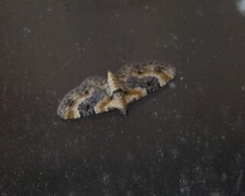 Toadflax Pug (Eupithecia linariata)