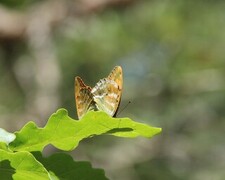 Silver-Washed Fritillary (Argynnis paphia)