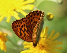 Silver-Washed Fritillary (Argynnis paphia)