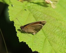 Meadow Brown (Maniola jurtina)