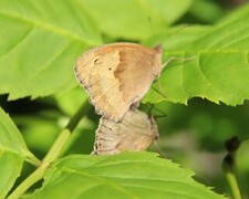 Meadow Brown (Maniola jurtina)