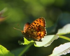 Lesser Marbled Fritillary (Brenthis ino)