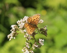 Small Pearl-bordered Fritillary (Boloria selene)